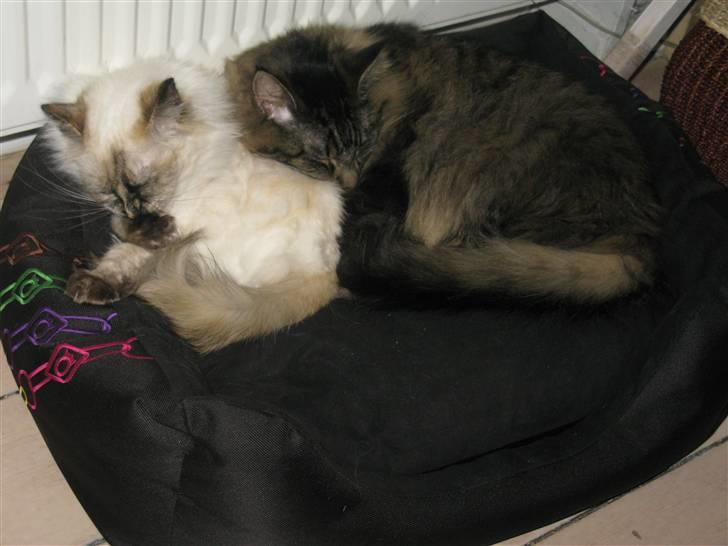 Maine Coon oscar - sådan synes vores mor vi er sødes billede 7