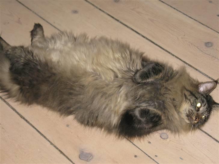 Maine Coon oscar - er jeg ikke bare for lækker billede 8