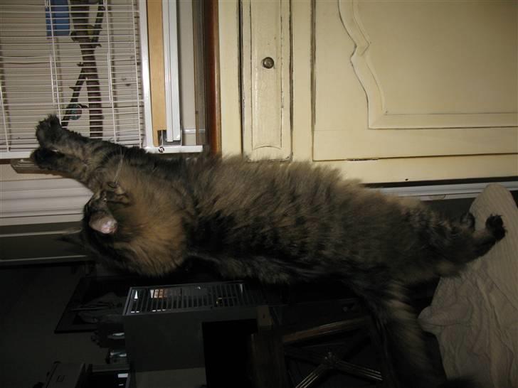 Maine Coon oscar - hmm måske en fugle steg til middag skal bare lige finde indgangen billede 9