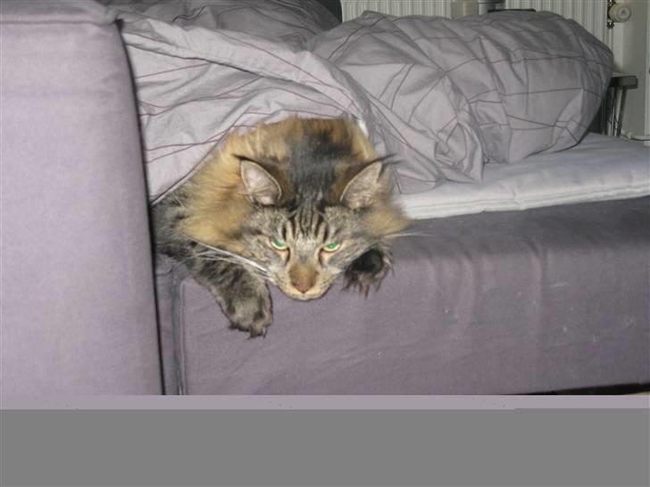 Maine Coon oscar - var der nogen som kaldte billede 10