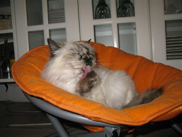 Hellig Birma sille - ja man skal jo være ren  billede 6