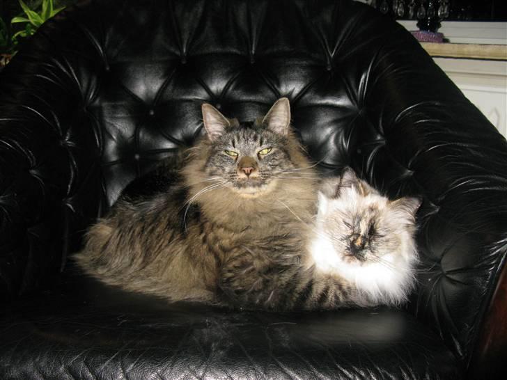 Hellig Birma sille - det er ren kærlighed billede 7