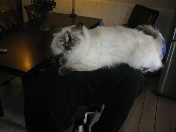 Hellig Birma sille - her elsker jeg at ligge billede 8