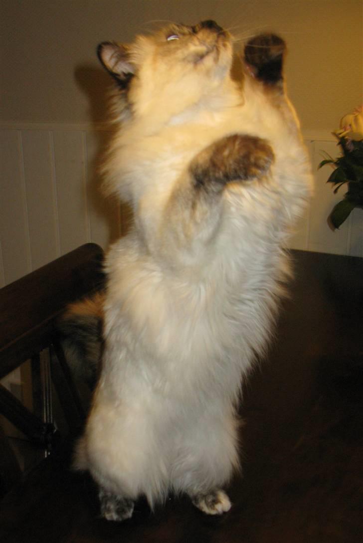 Hellig Birma sille - måske jeg lige kan nå den flue billede 9