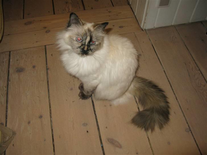 Hellig Birma sille - er jeg ikke smuk billede 10