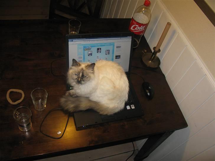 Hellig Birma sille - ville lige skrive til en ven  billede 11