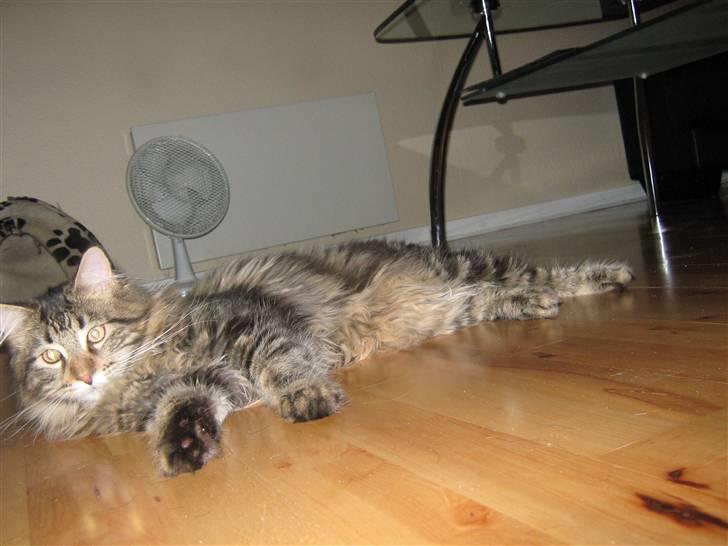 Maine Coon Ronnie billede 8