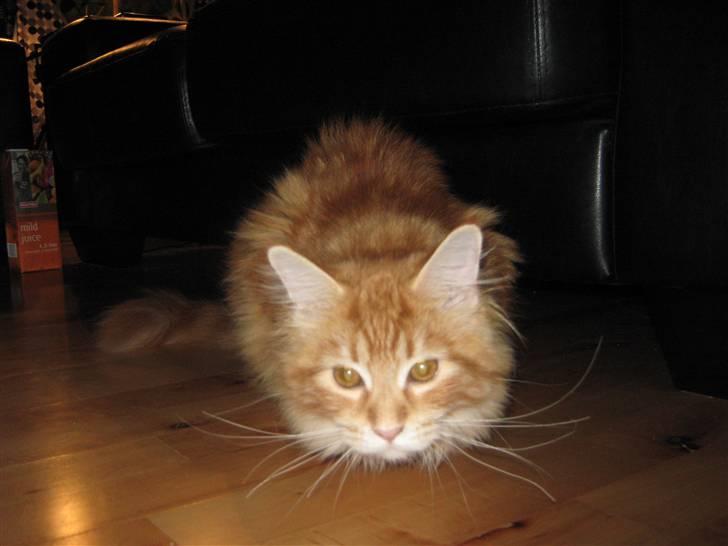 Maine Coon Connie - 15/11.09 billede 7