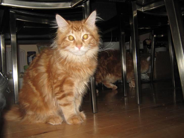 Maine Coon Johnnie - 15/11.09 billede 6