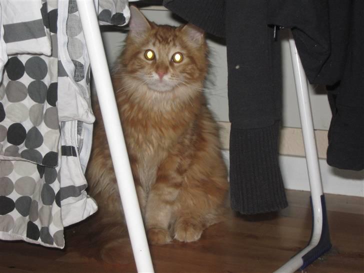 Maine Coon Johnnie - 15/11.09 billede 7