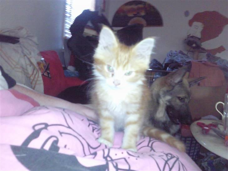 Blanding af racer garfield billede 1