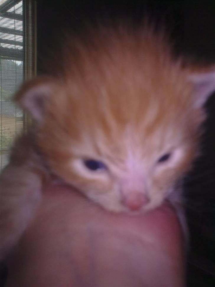 Blanding af racer garfield billede 2