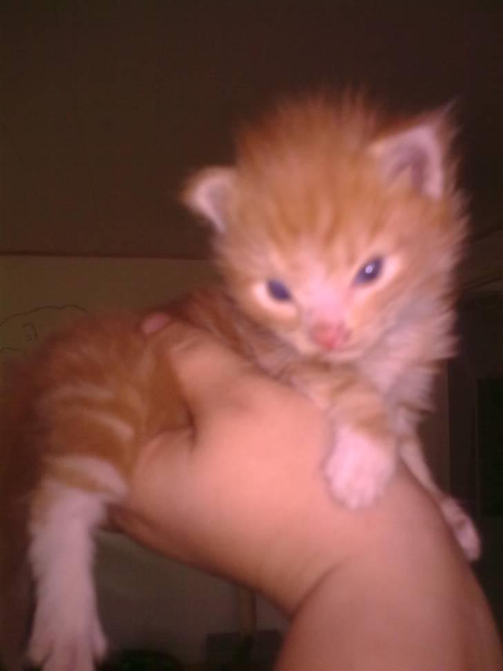 Blanding af racer garfield billede 3