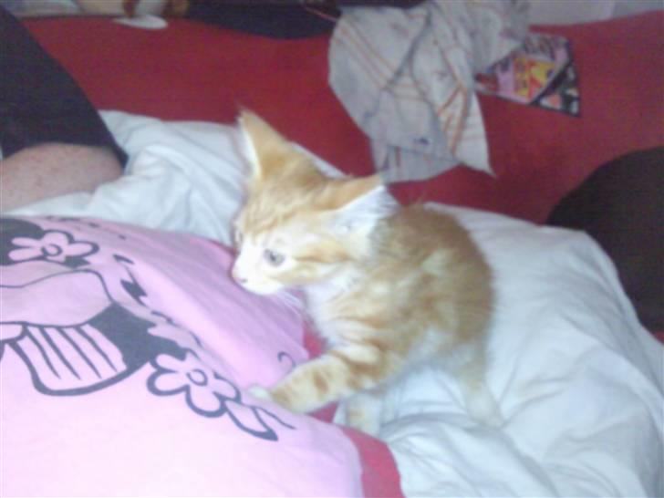 Blanding af racer garfield billede 4