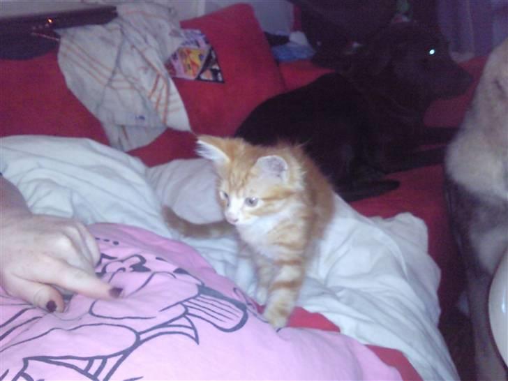 Blanding af racer garfield billede 5