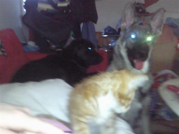 Blanding af racer garfield billede 6