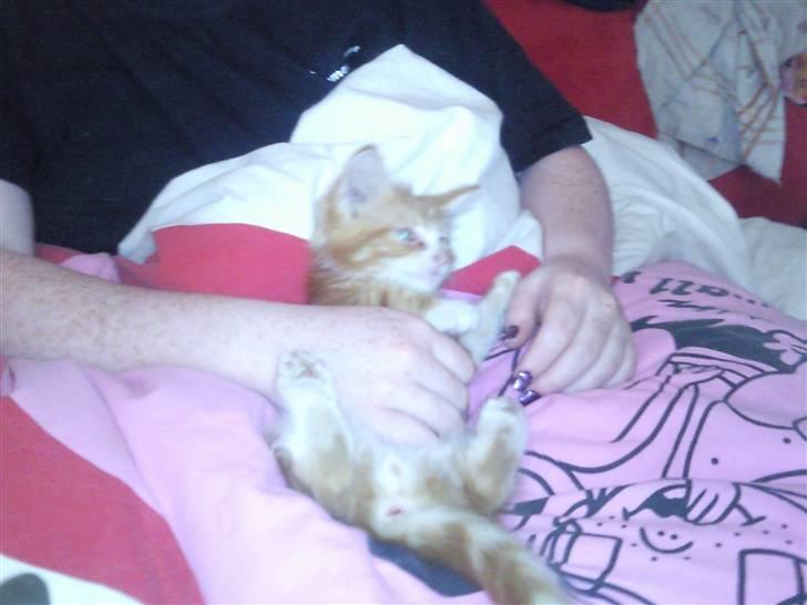 Blanding af racer garfield billede 7