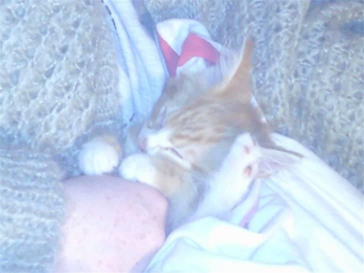 Blanding af racer garfield billede 8