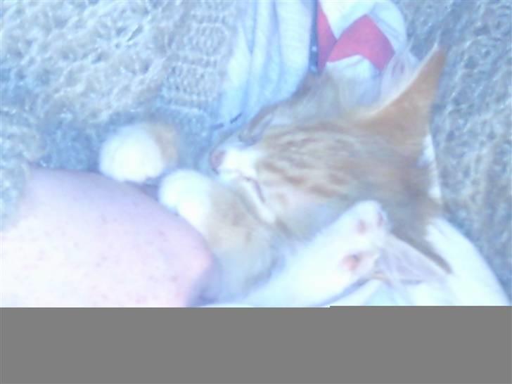 Blanding af racer garfield billede 9