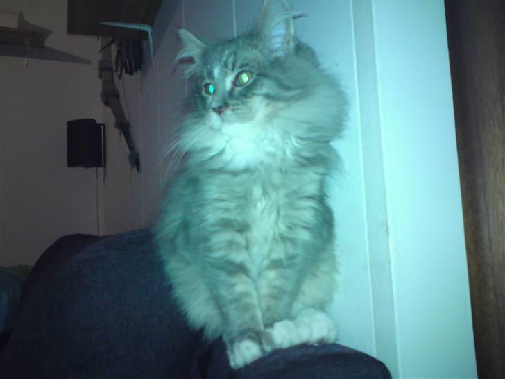 Maine Coon Mini (solgt) - lidt kongeagtigt har man da lov til at være,,, billede 1