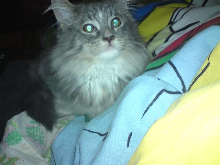 Maine Coon Mini (solgt) billede 3