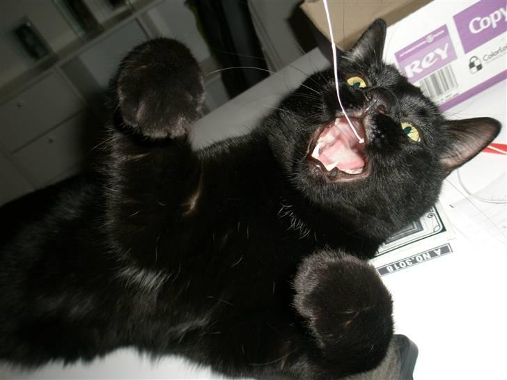 Blanding af racer Diablo Kridsi billede 1