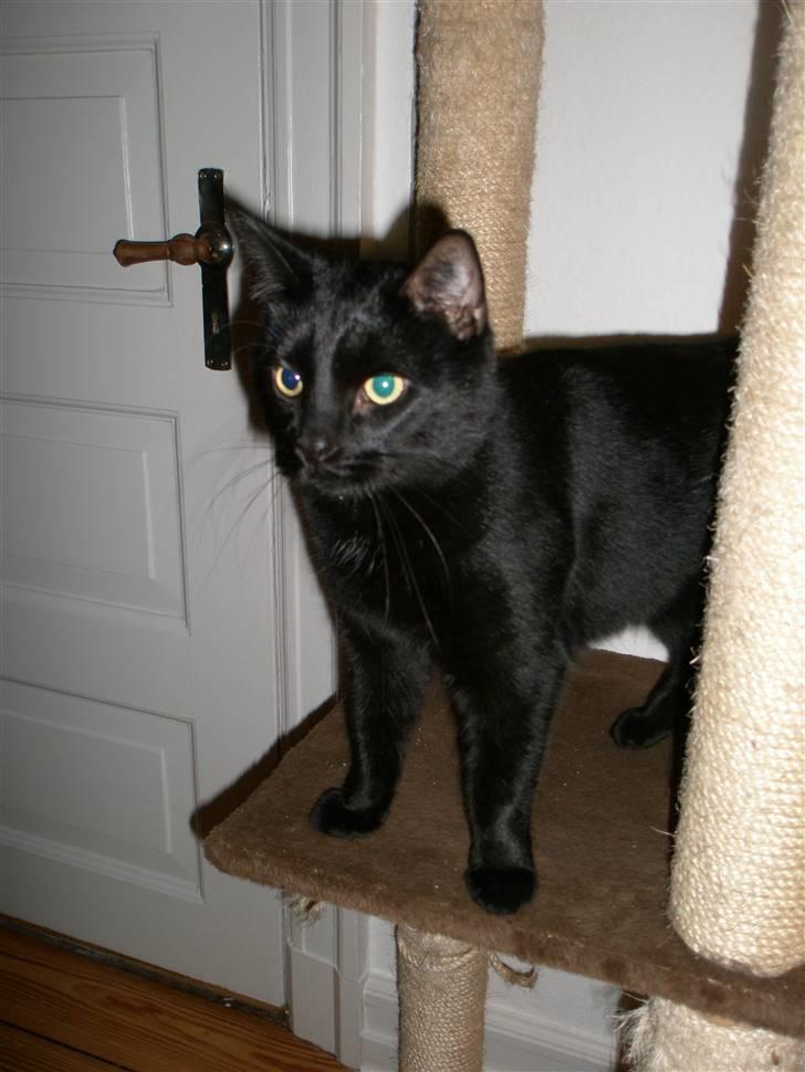 Blanding af racer Diablo Kridsi billede 2