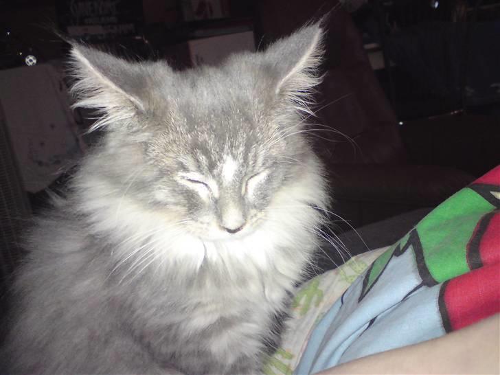 Maine Coon Mini (solgt) billede 4