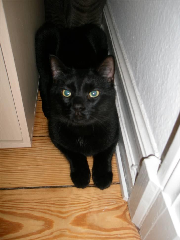 Blanding af racer Diablo Kridsi billede 3