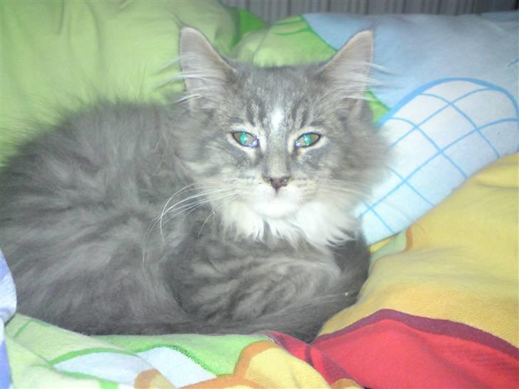 Maine Coon Mini (solgt) billede 5