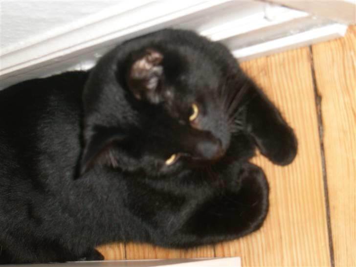 Blanding af racer Diablo Kridsi billede 4