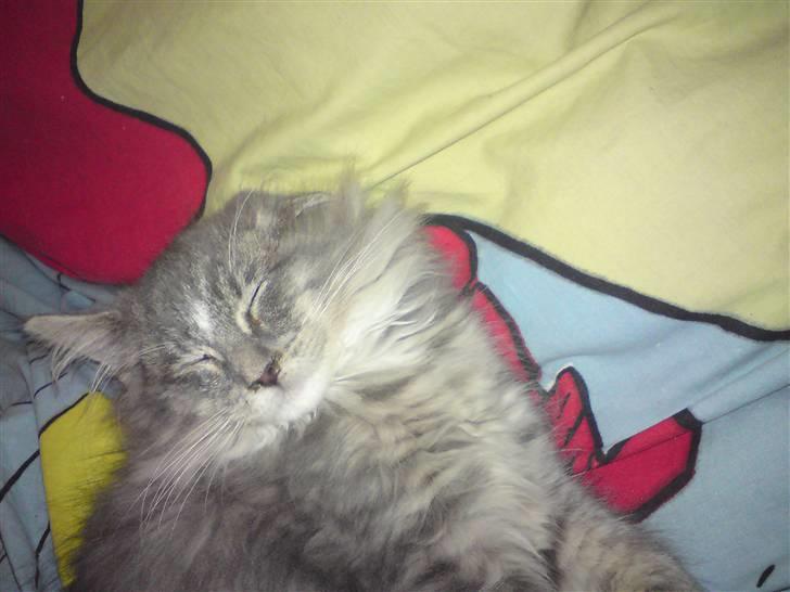 Maine Coon Mini (solgt) billede 6