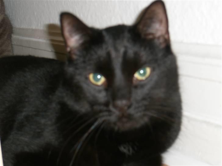 Blanding af racer Diablo Kridsi billede 5