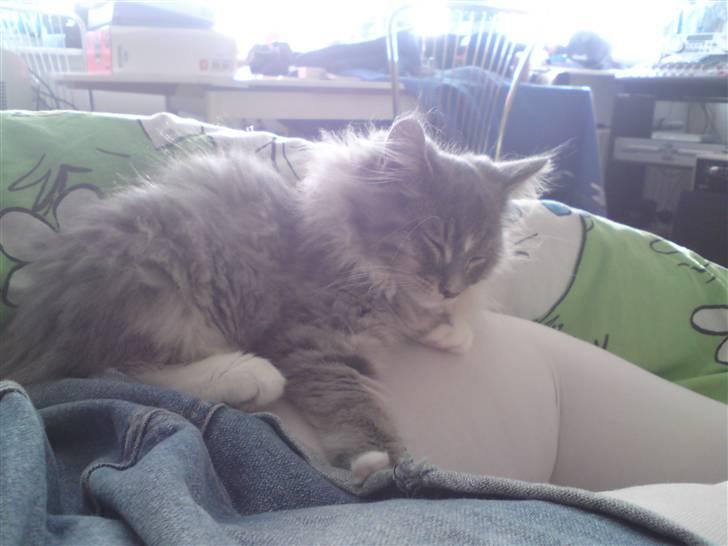 Maine Coon Mini (solgt) billede 7