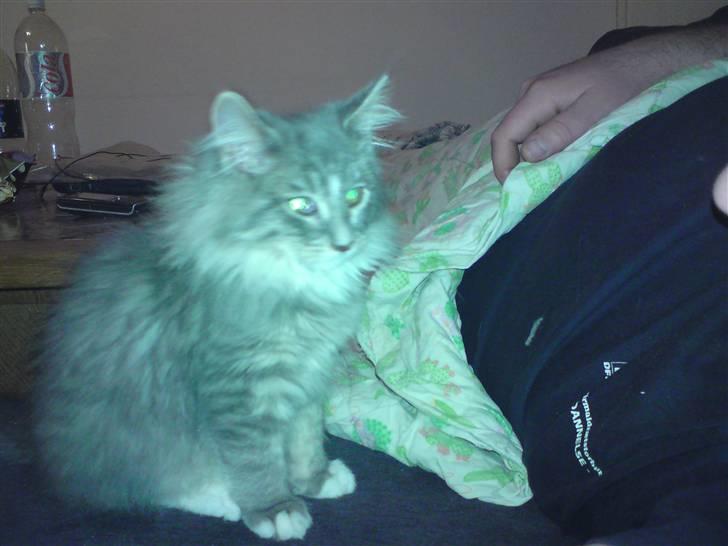 Maine Coon Mini (solgt) billede 8