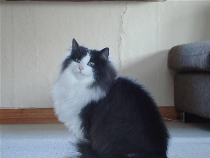 Norsk Skovkat DK Lunden's Cilina *Himmelkat* - Cilina 2 år gammel billede 1