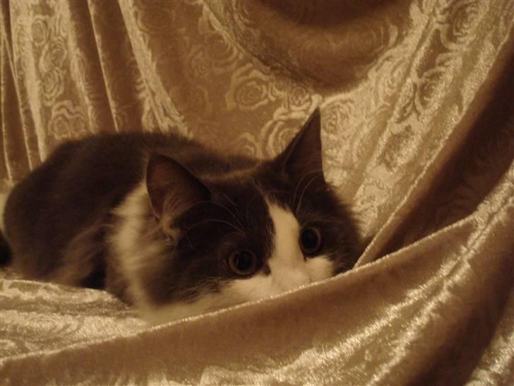 Norsk Skovkat DK Lunden's Cilina *Himmelkat* - Uhh jeg gæmmer mig 16 uger billede 12