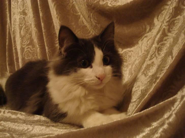 Norsk Skovkat DK Lunden's Cilina *Himmelkat* - Cilina 16 uger billede 13