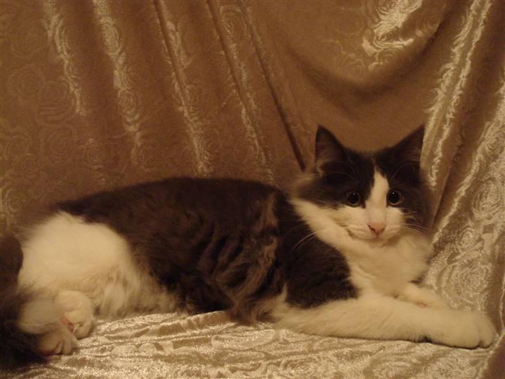 Norsk Skovkat DK Lunden's Cilina *Himmelkat* - Cilina 16 uger billede 14