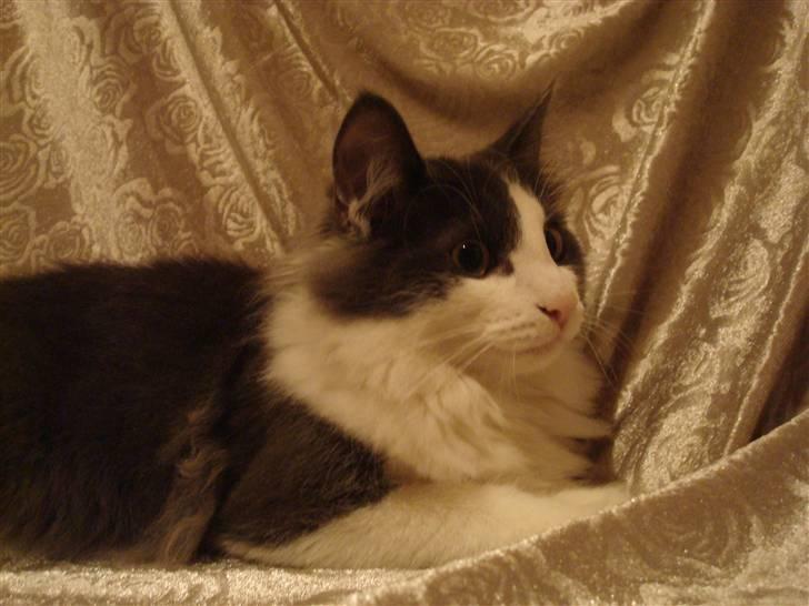 Norsk Skovkat DK Lunden's Cilina *Himmelkat* - Cilina 16 uger billede 15