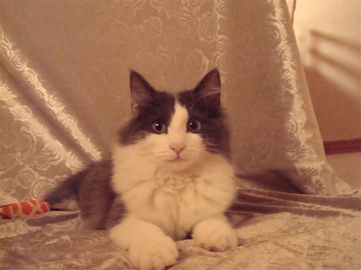 Norsk Skovkat DK Lunden's Cilina *Himmelkat* - Cilina 16 uger billede 16