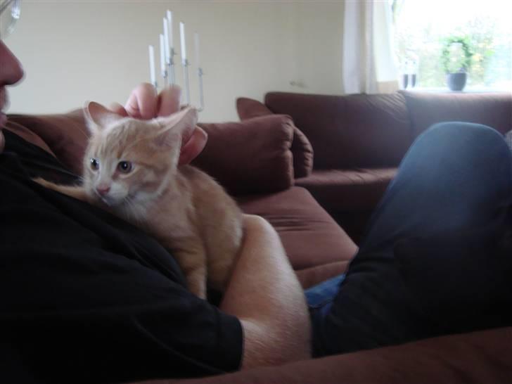 Huskat Mufasa - Det er lidt skræmmende det her. billede 6