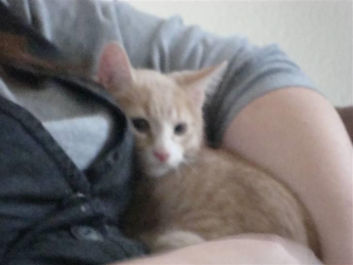 Huskat Mufasa - Hey, hun er jo god at putte og gemme sig ved  billede 7