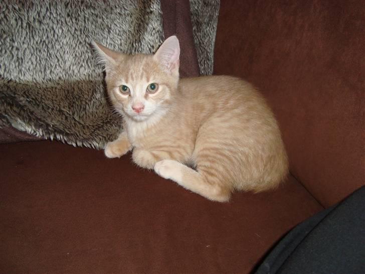 Huskat Mufasa billede 8