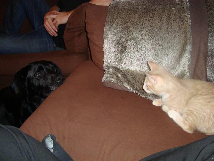 Huskat Mufasa - Hva er ham den store for en?  billede 9