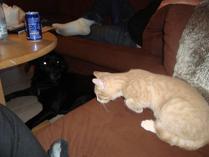 Huskat Mufasa - Jeg tør godt komme tæt på dig.. Haha.. billede 10