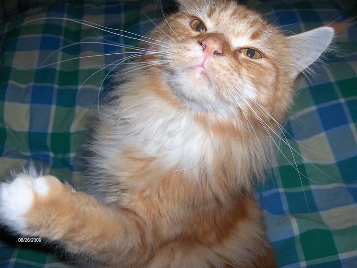 Maine Coon BAM billede 1