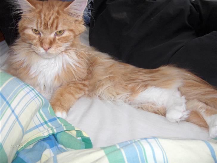 Maine Coon BAM billede 2