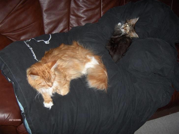 Maine Coon BAM billede 3