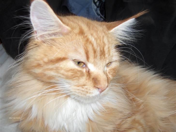 Maine Coon BAM billede 4